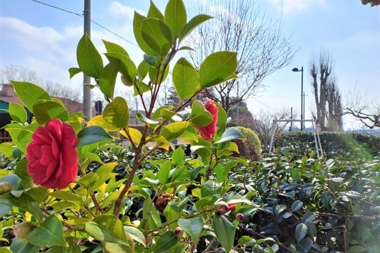 VILLINO A SCHIERA INDIPENDENTE A ROSA'